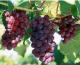 What Are The Skin Benefits Of Grapeseed Oil